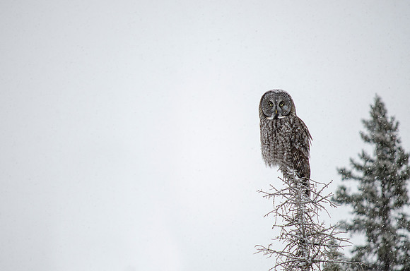 Grey Owl