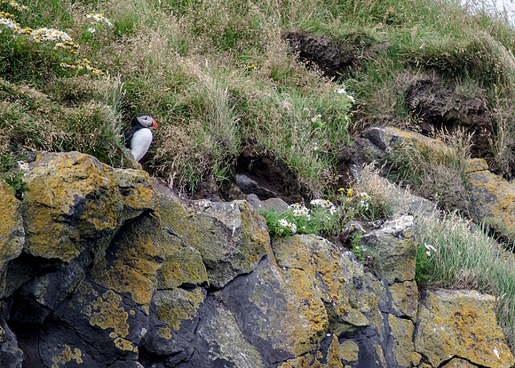 Puffin