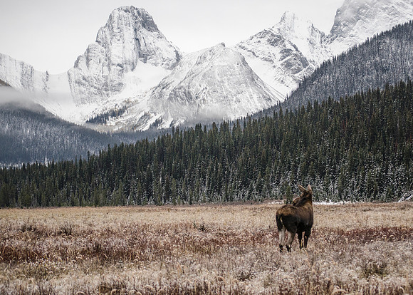 Moose