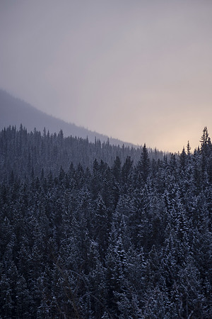 Frost