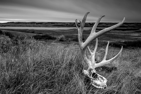 Life & Death on the Prairie