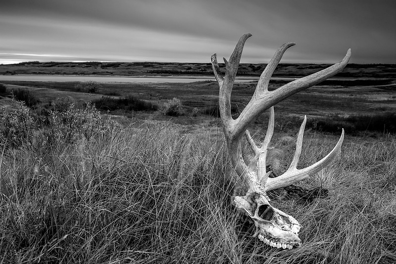 Life & Death on the Prairie