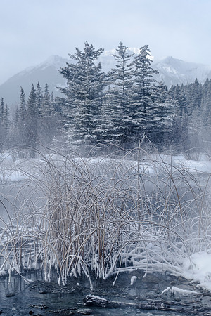Frosty Morning