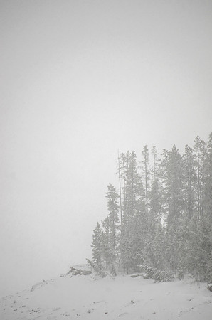 Green Trees in a Snowstorm