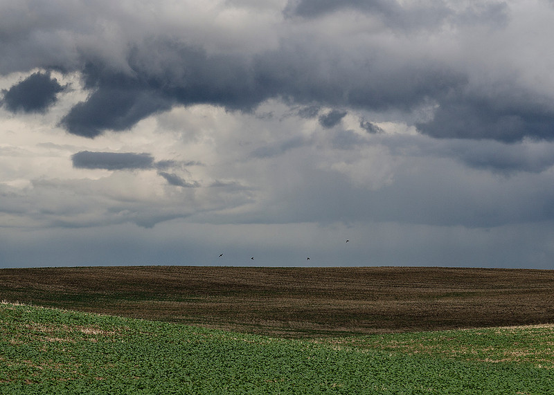 Prairie Simplicity V
