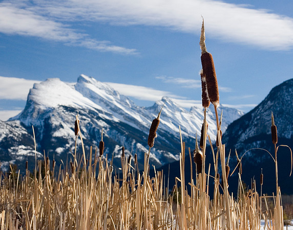 Through the Reeds