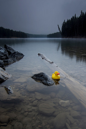 Rubber Ducky finds it kind of ironic that the Photographer has been hiding under a footbridge for an hour to stay out of the rain, yet still fills her rubber boots with lake water.