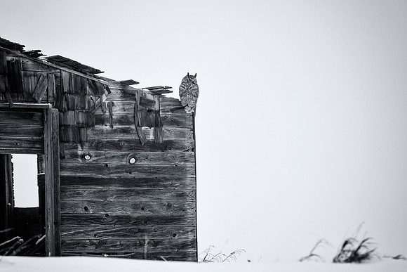 12x18 Print Matted and Framed to 18x24 (reclaimed wood frame)